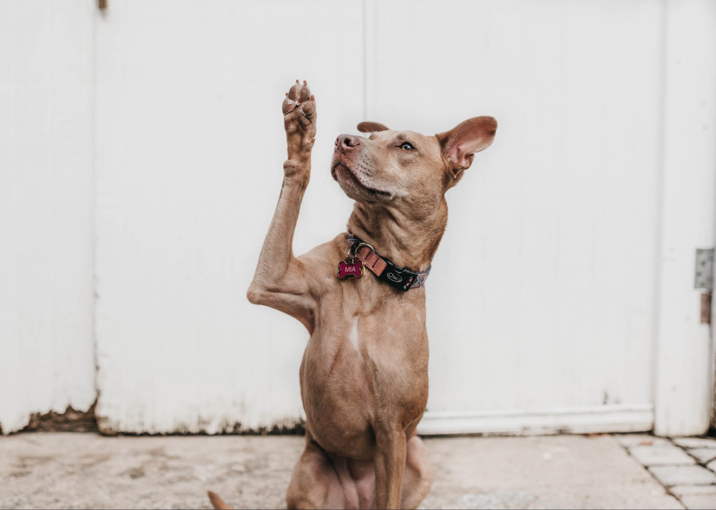 Consulting Wiki? 5 Consulting Wiki?