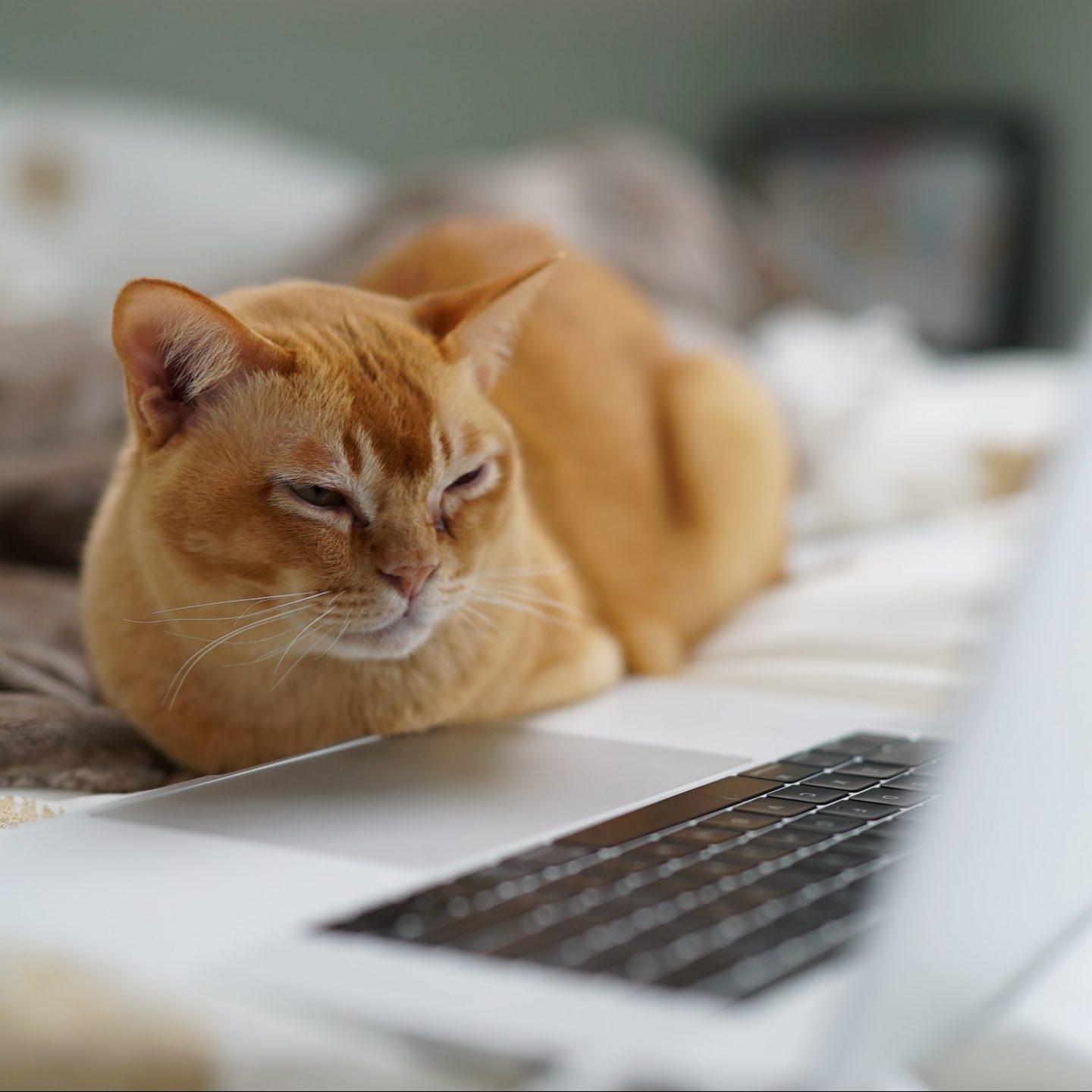 catherine-heath-i4W8OINLI_I-unsplash Overview