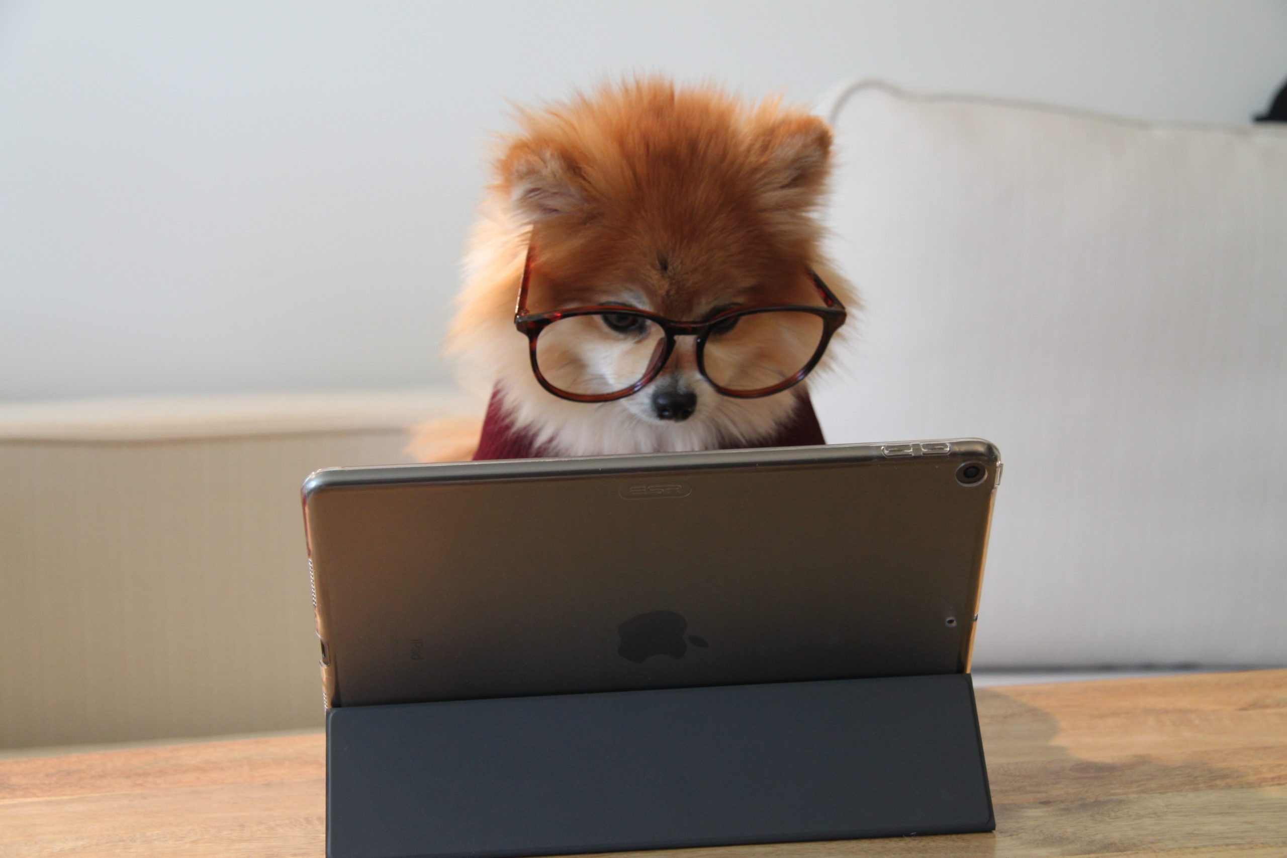 cookie-the-pom-gySMaocSdqs-unsplash Consulting Wiki?